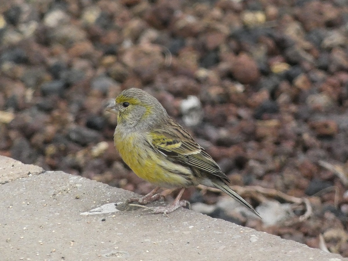 Serin des Canaries - ML613871896