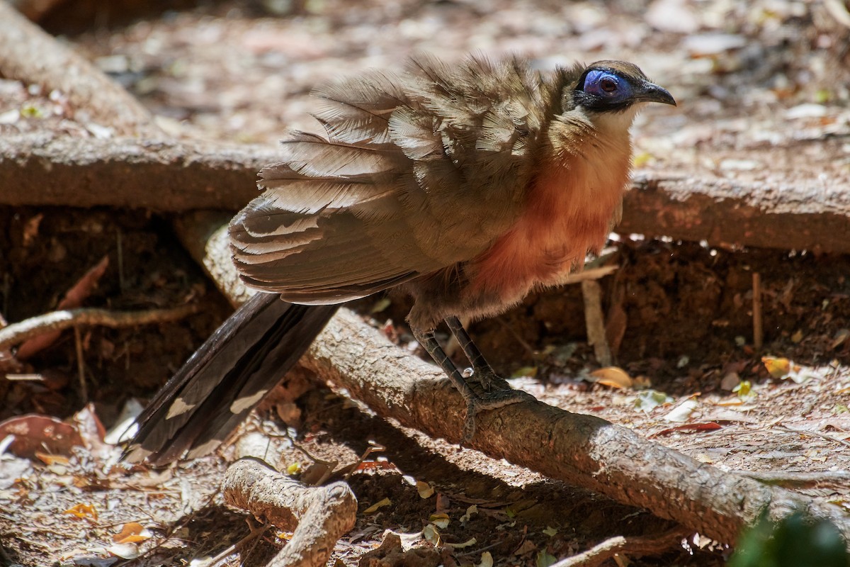 Giant Coua - Sia McGown