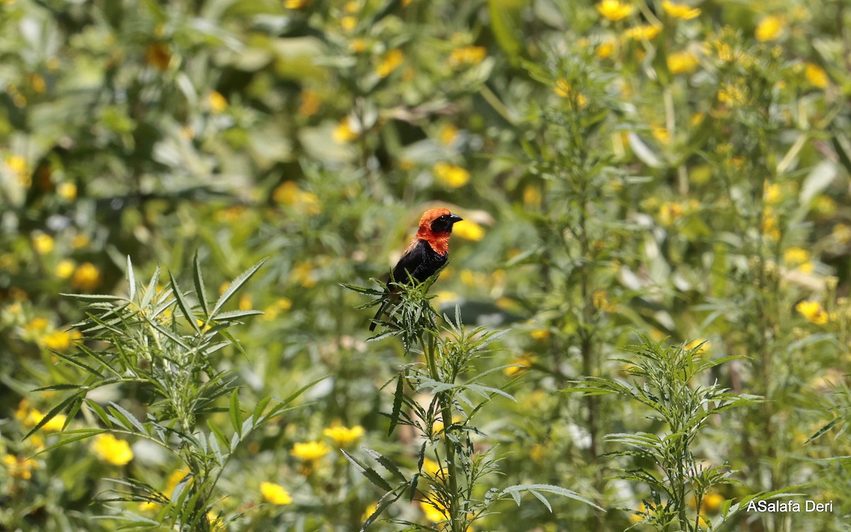 Black-winged Bishop - ML613872050