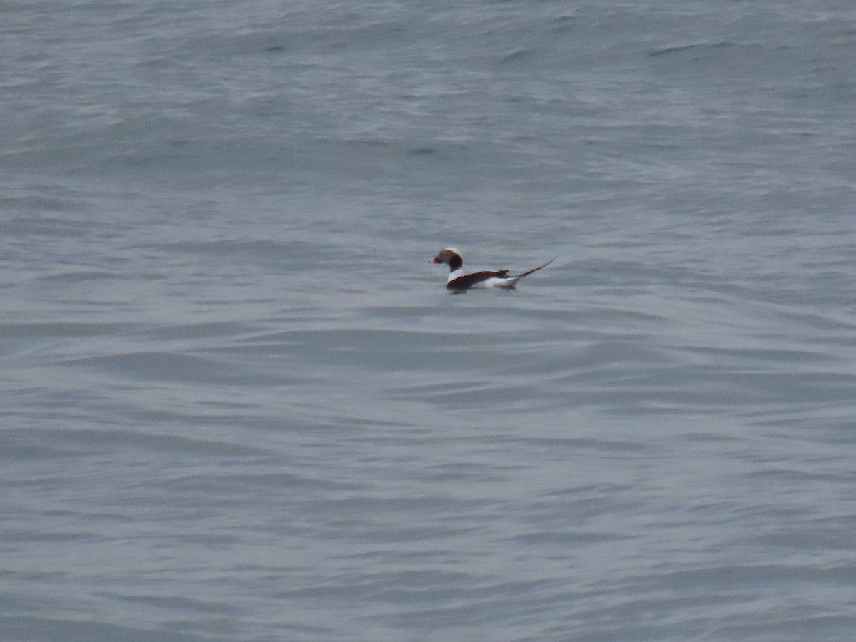 Long-tailed Duck - ML613872091