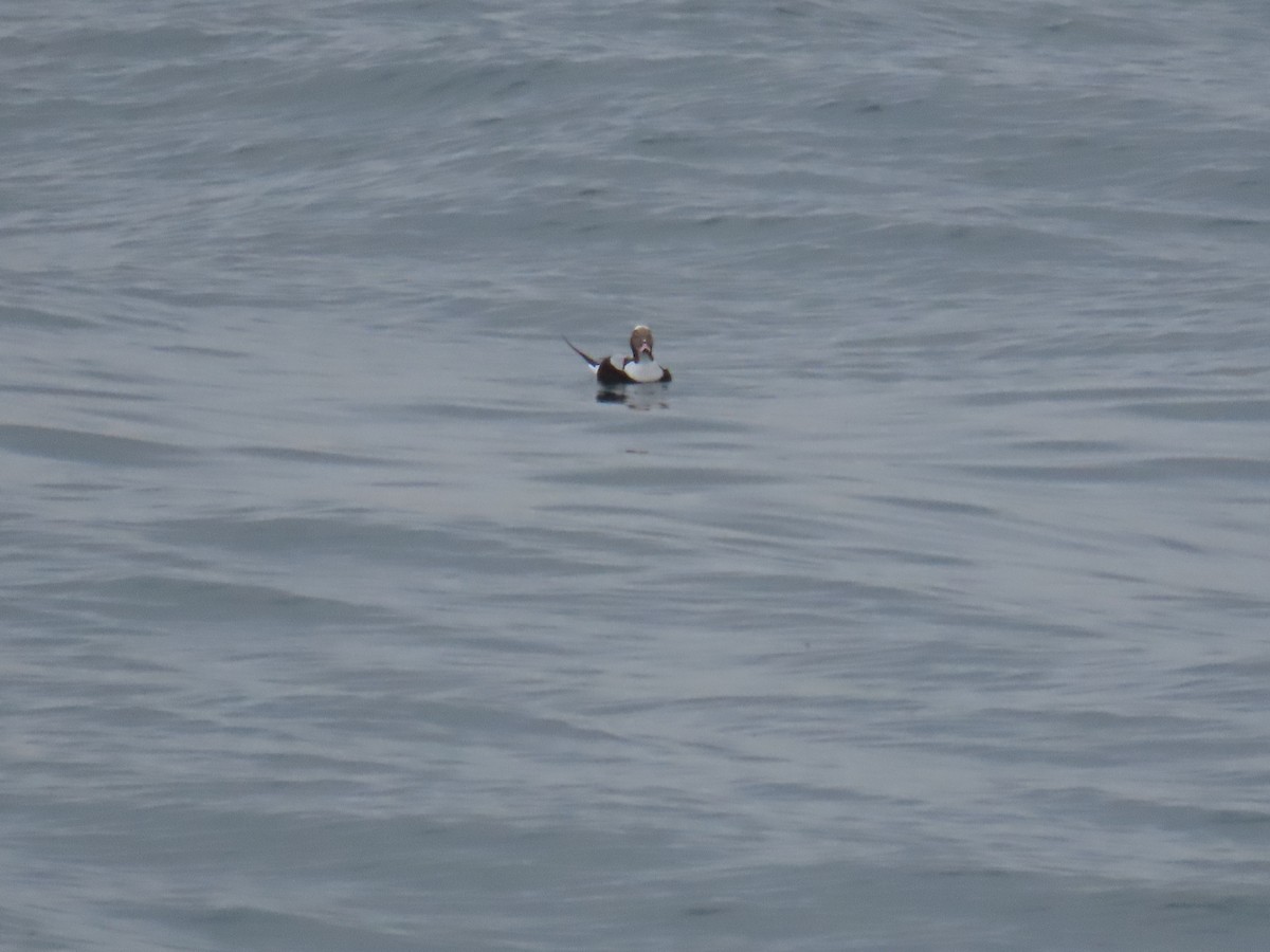 Long-tailed Duck - ML613872092