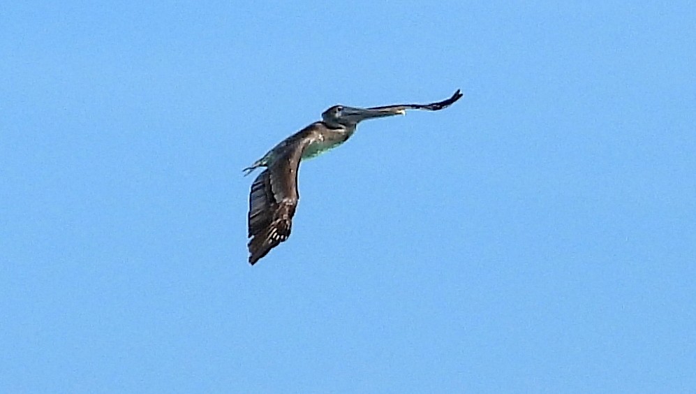 Brown Pelican (Southern) - ML613872117