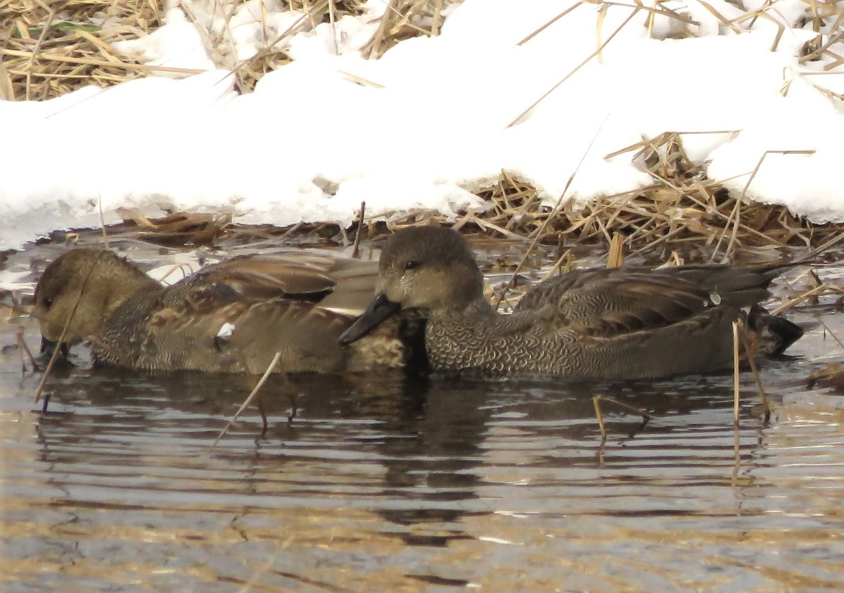 Canard chipeau - ML613872171