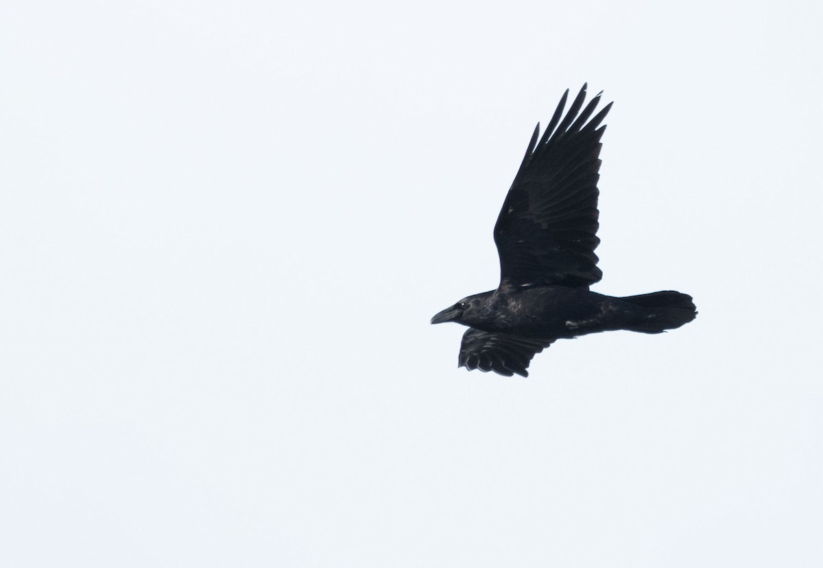 Common Raven - ML613872213