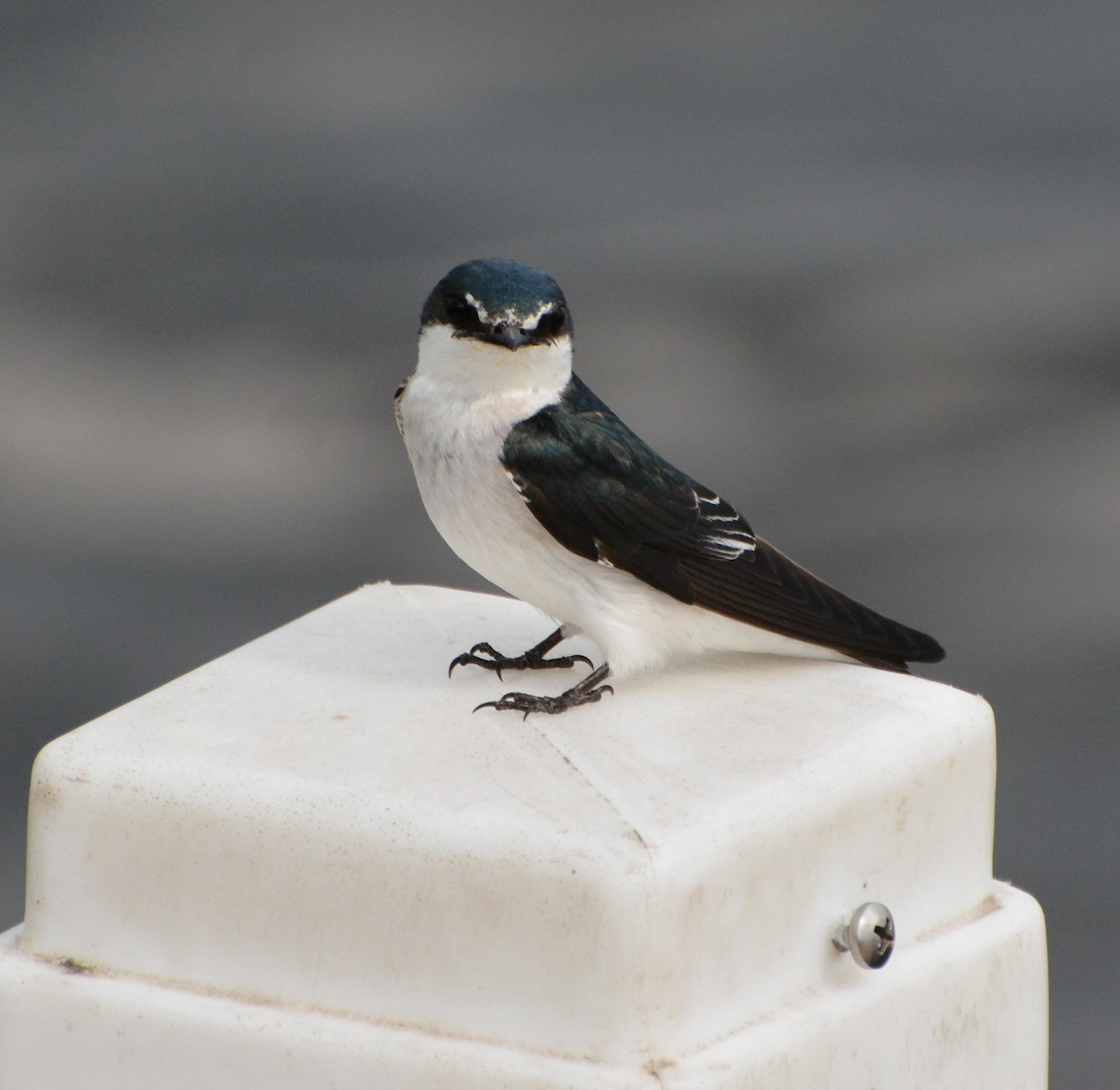 Mangrove Swallow - ML613872221