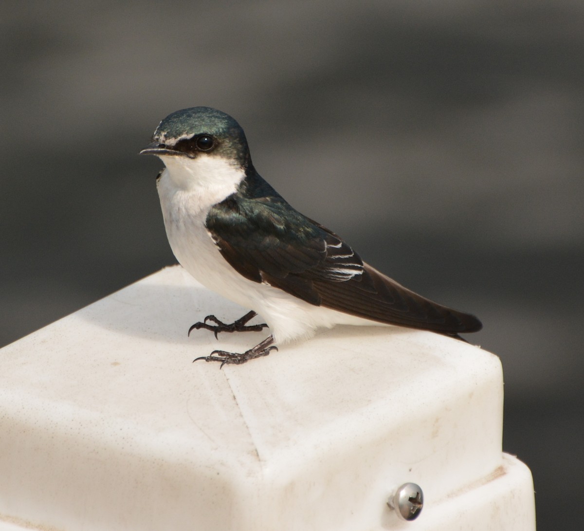 Mangrove Swallow - ML613872222