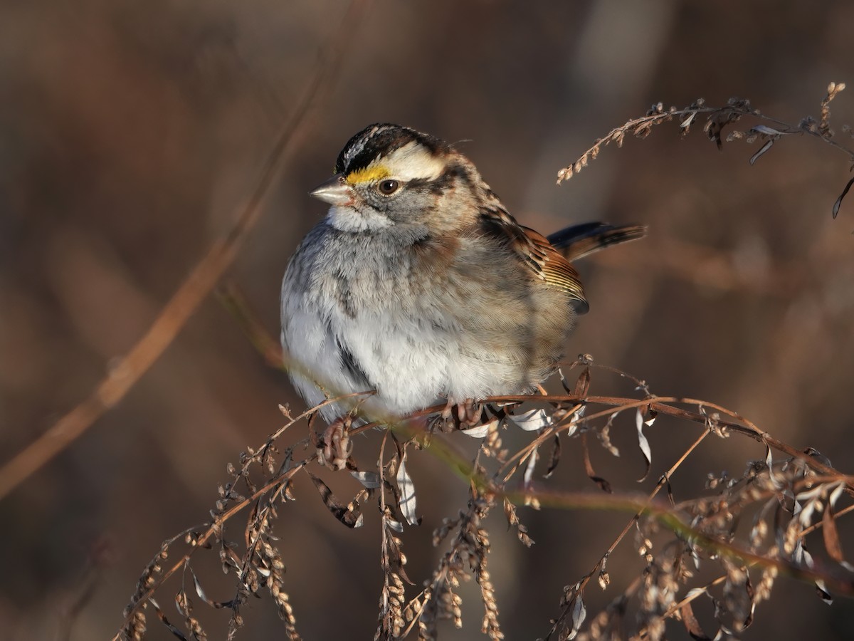 White-throated Sparrow - ML613872224