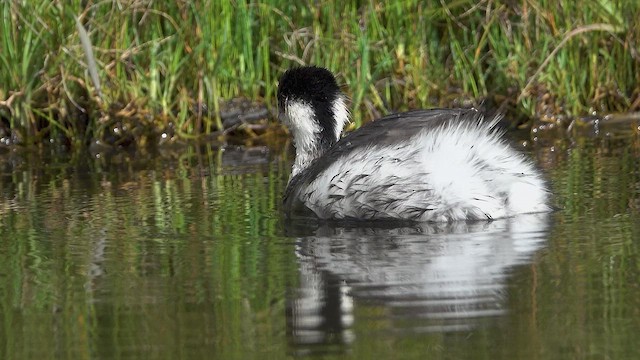 Silvery Grebe - ML613872316