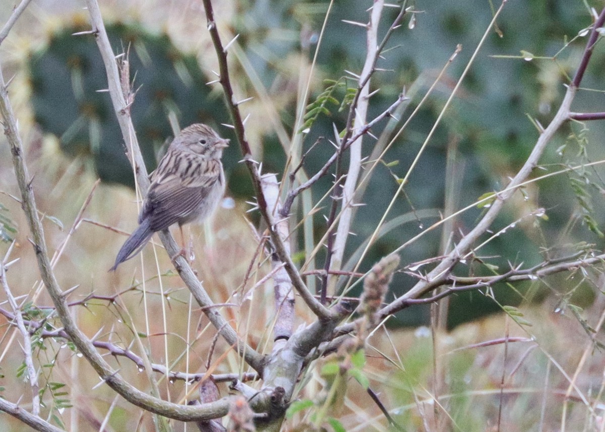 Brewer's Sparrow - ML613872389