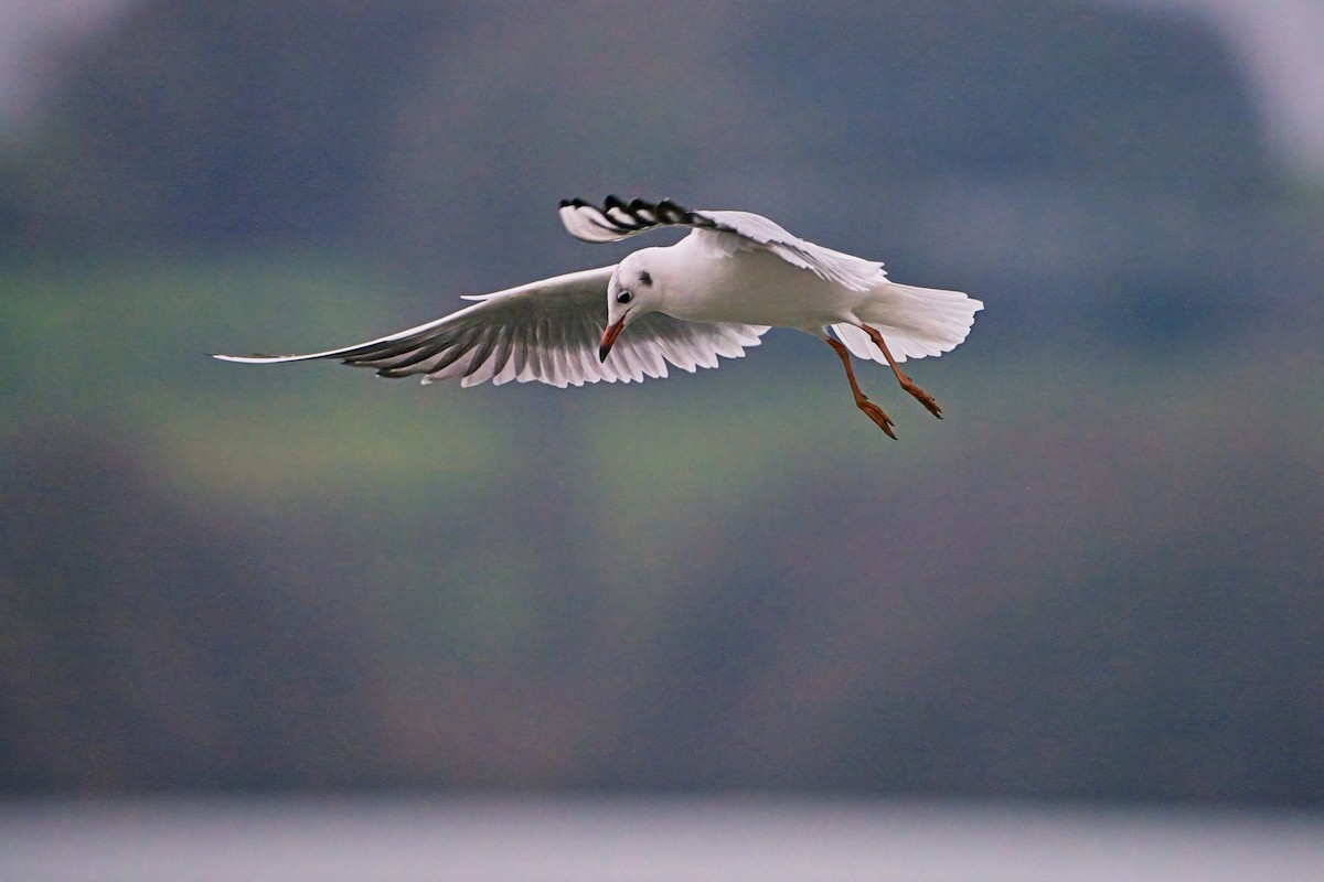 Black-headed Gull - ML613872416