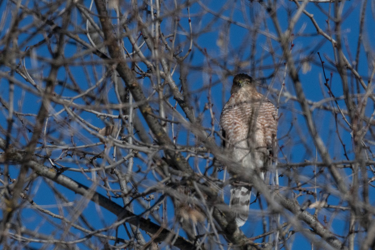 Cooper's Hawk - ML613872436