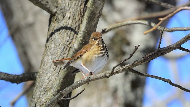 Hermit Thrush - ML613872473