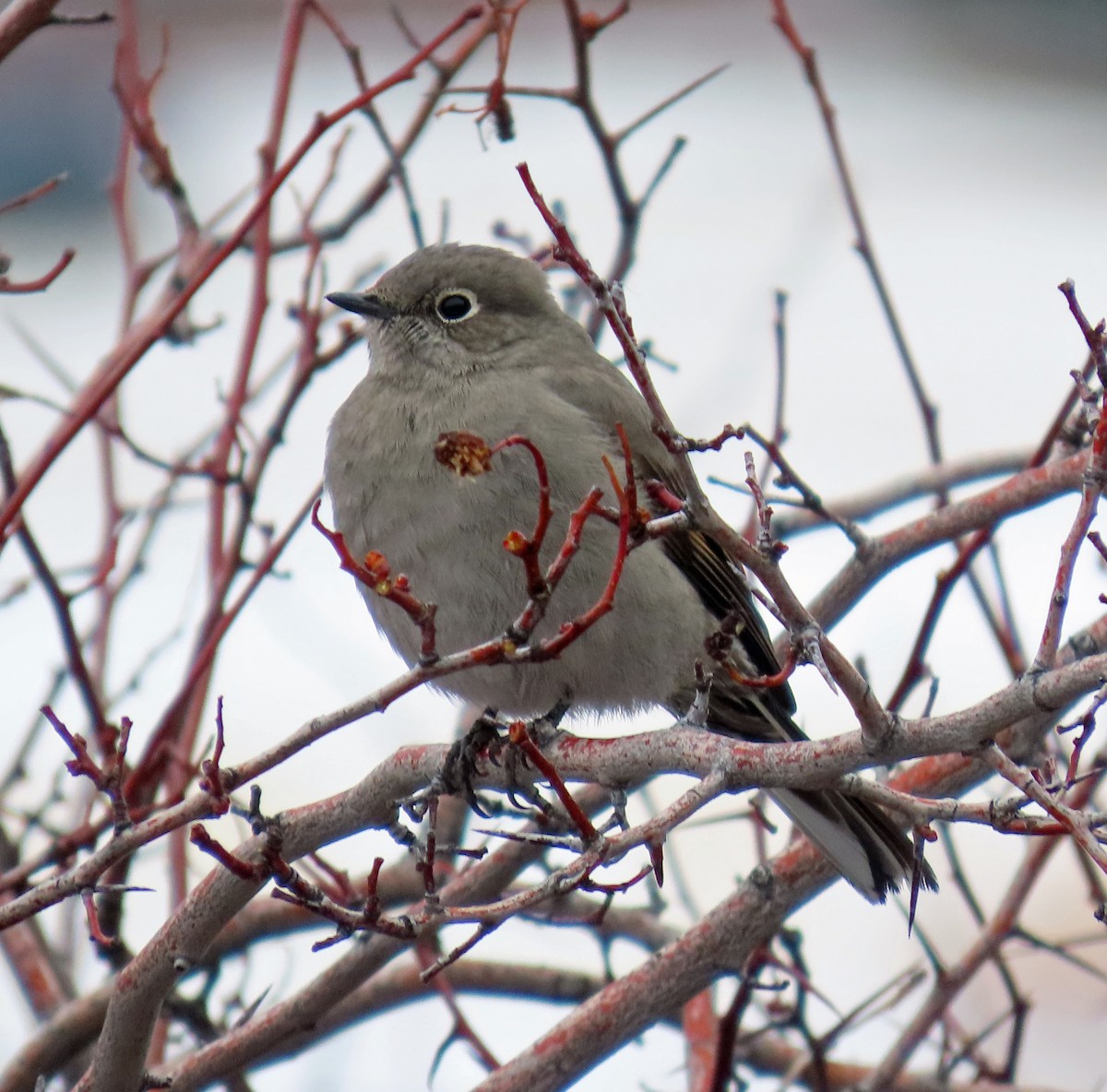 Townsend's Solitaire - ML613872479