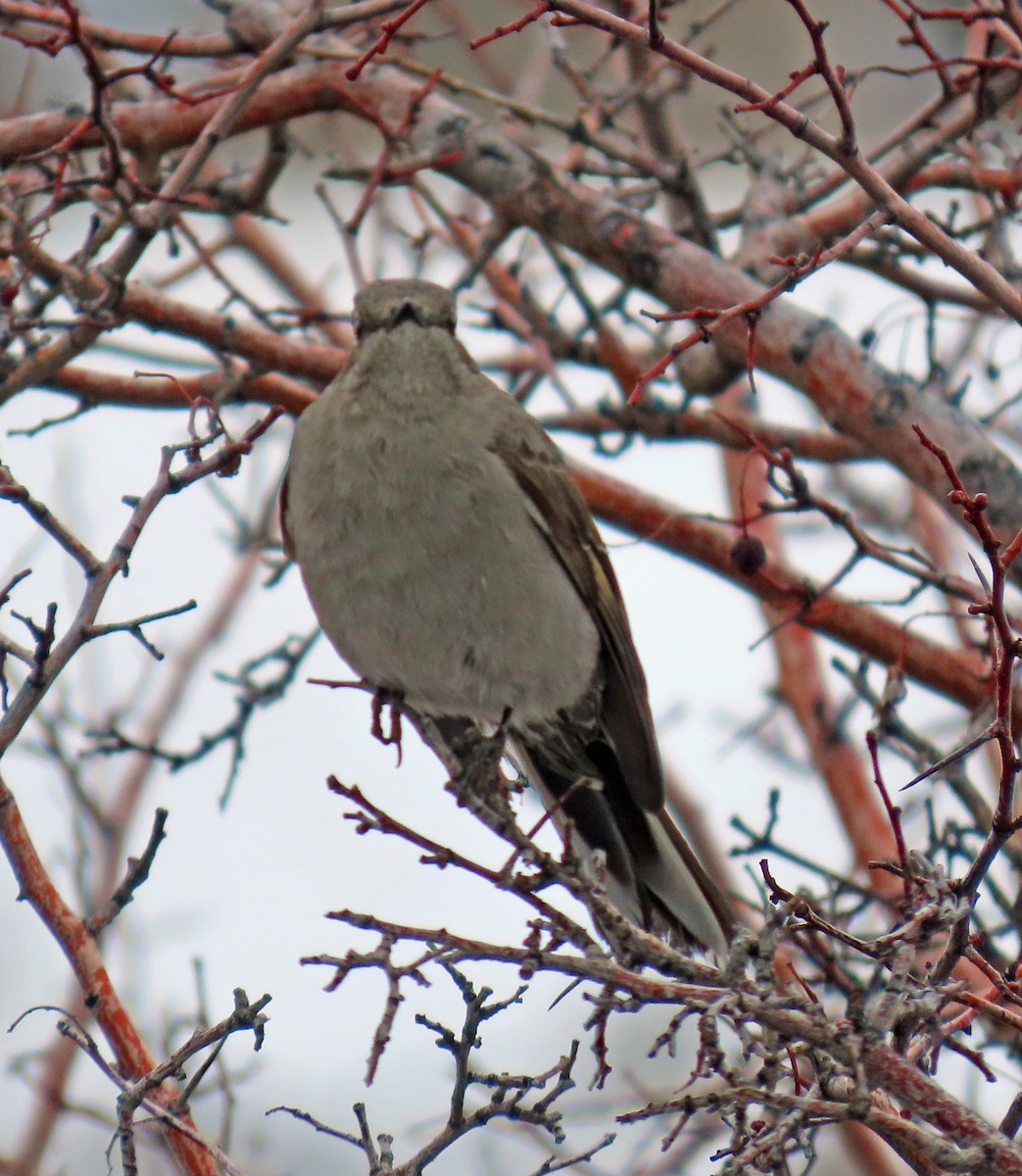 Townsend's Solitaire - ML613872481