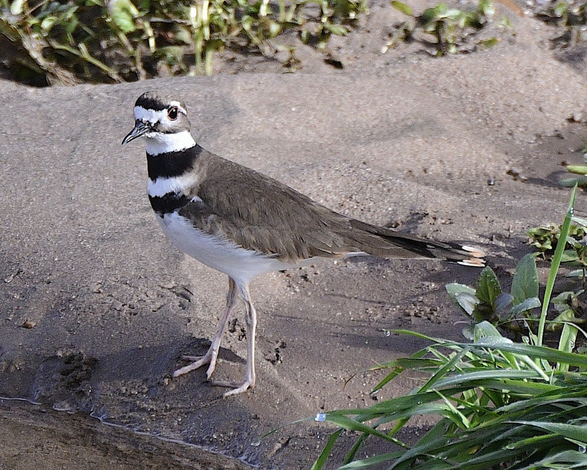 Killdeer - ML613872484