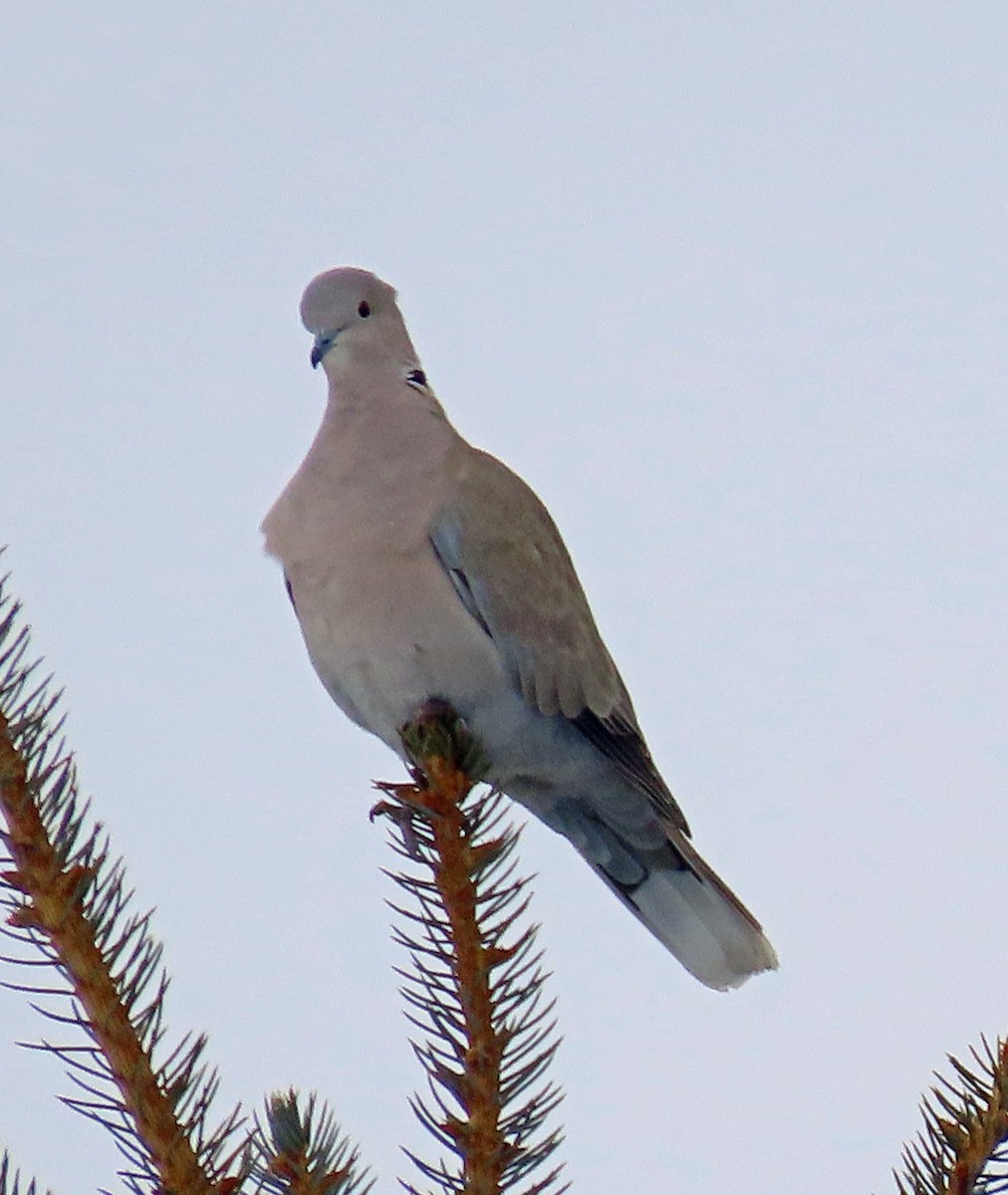 Eurasian Collared-Dove - ML613872490