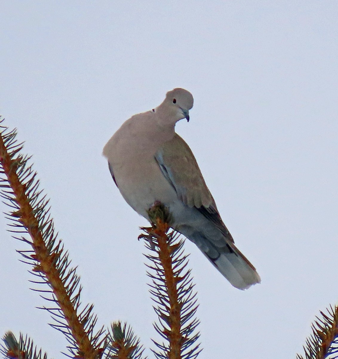 Eurasian Collared-Dove - ML613872491