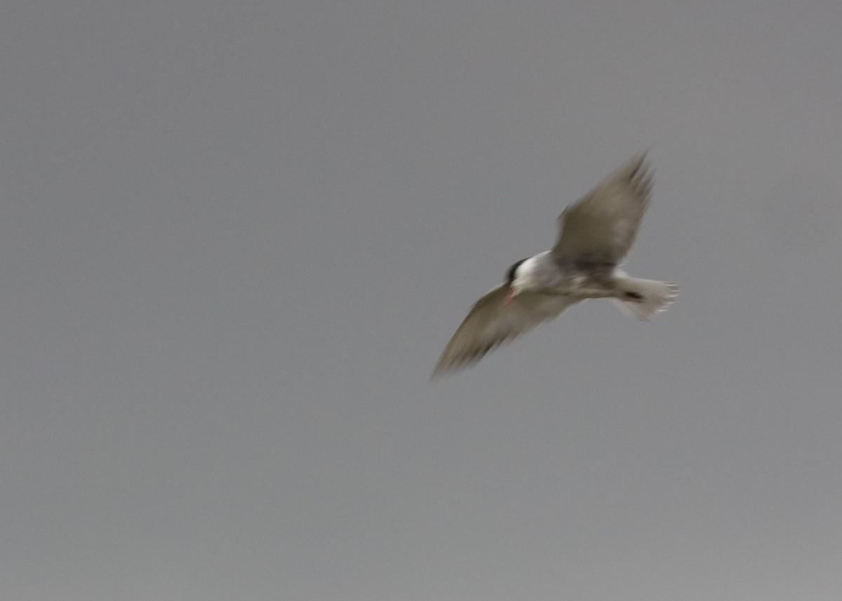 Whiskered Tern - Tim Harrop