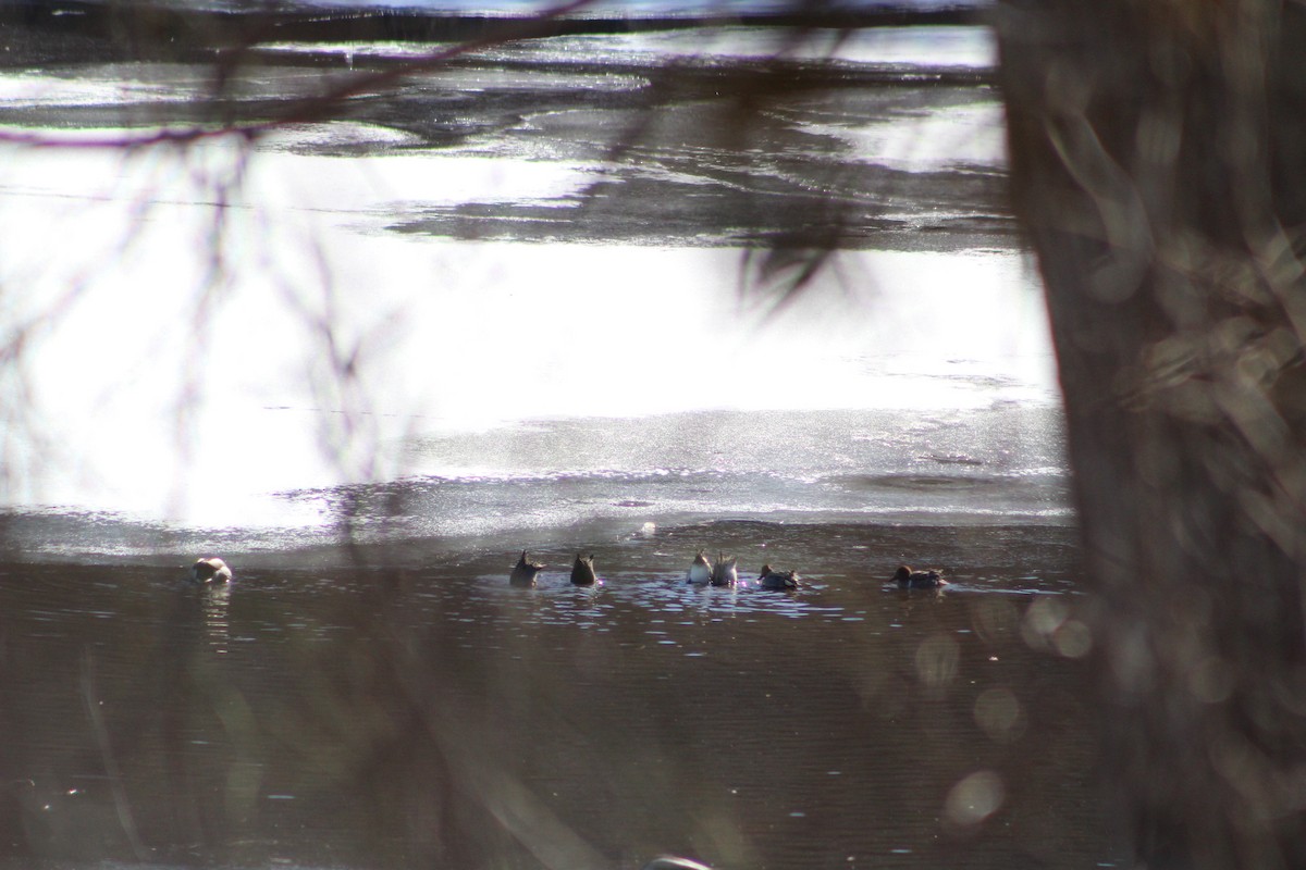 Green-winged Teal (American) - ML613872554