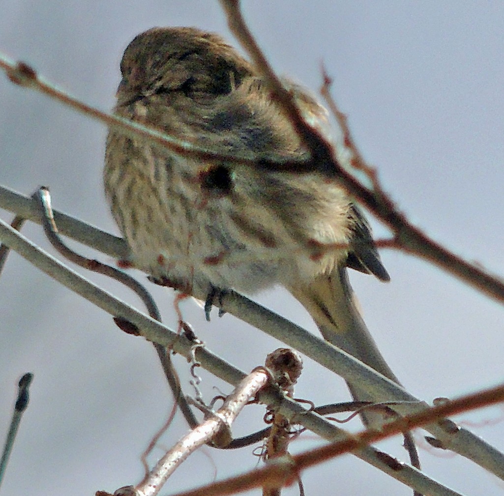 House Finch - ML613872570