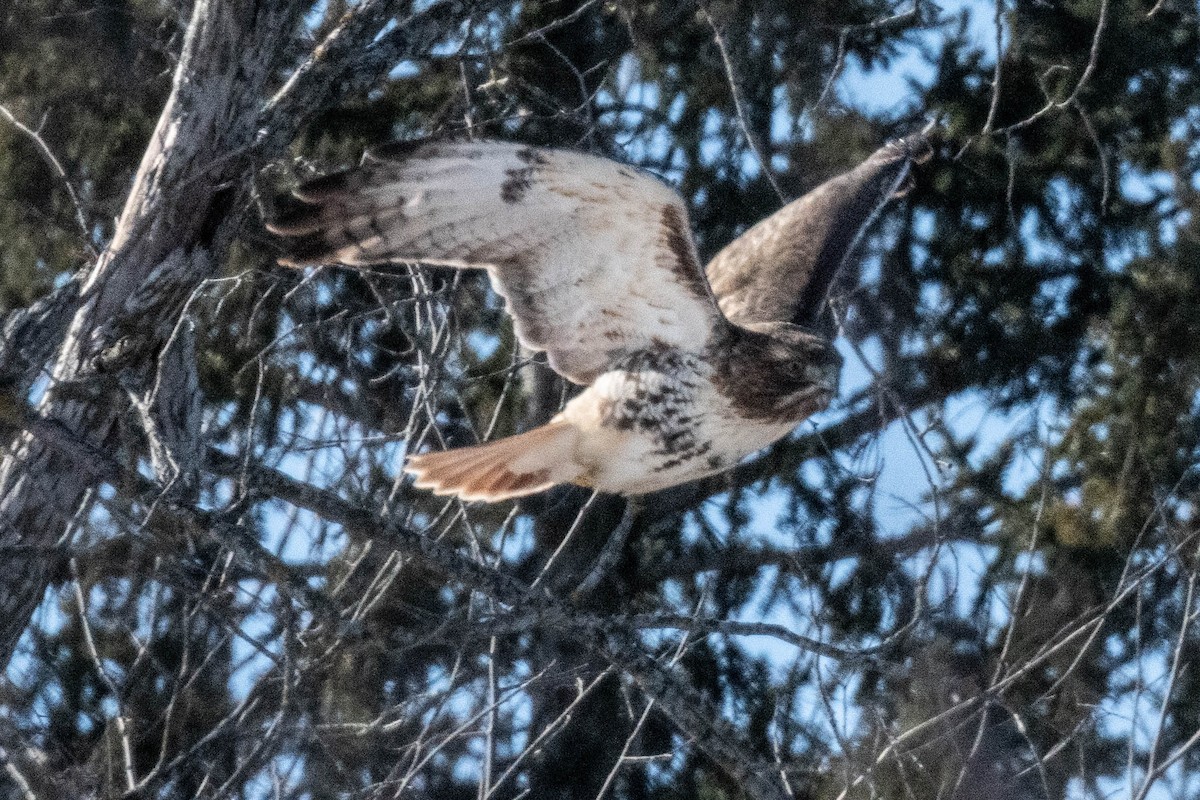 Red-tailed Hawk - ML613872602