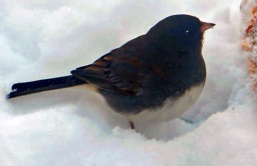 Dark-eyed Junco - ML613872649