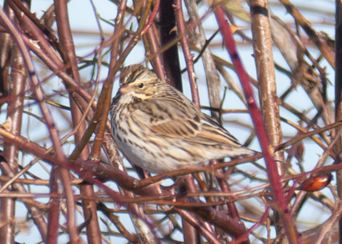 Savannah Sparrow - ML613872668