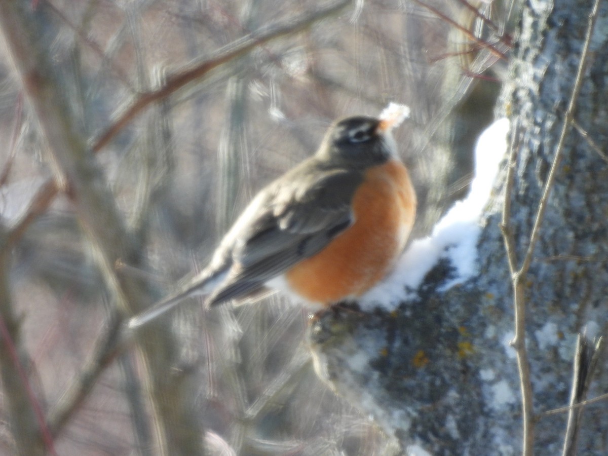 American Robin - ML613872689