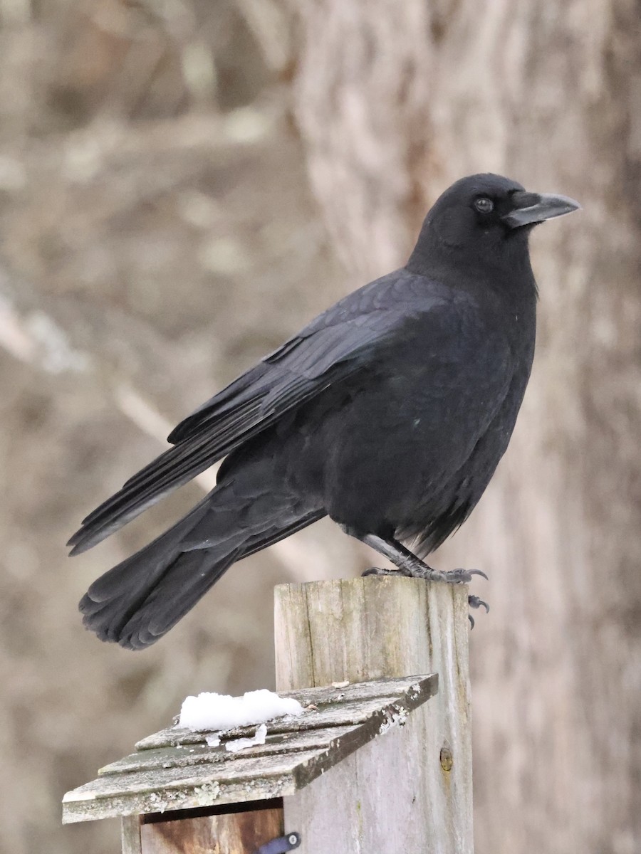 American Crow - ML613872726