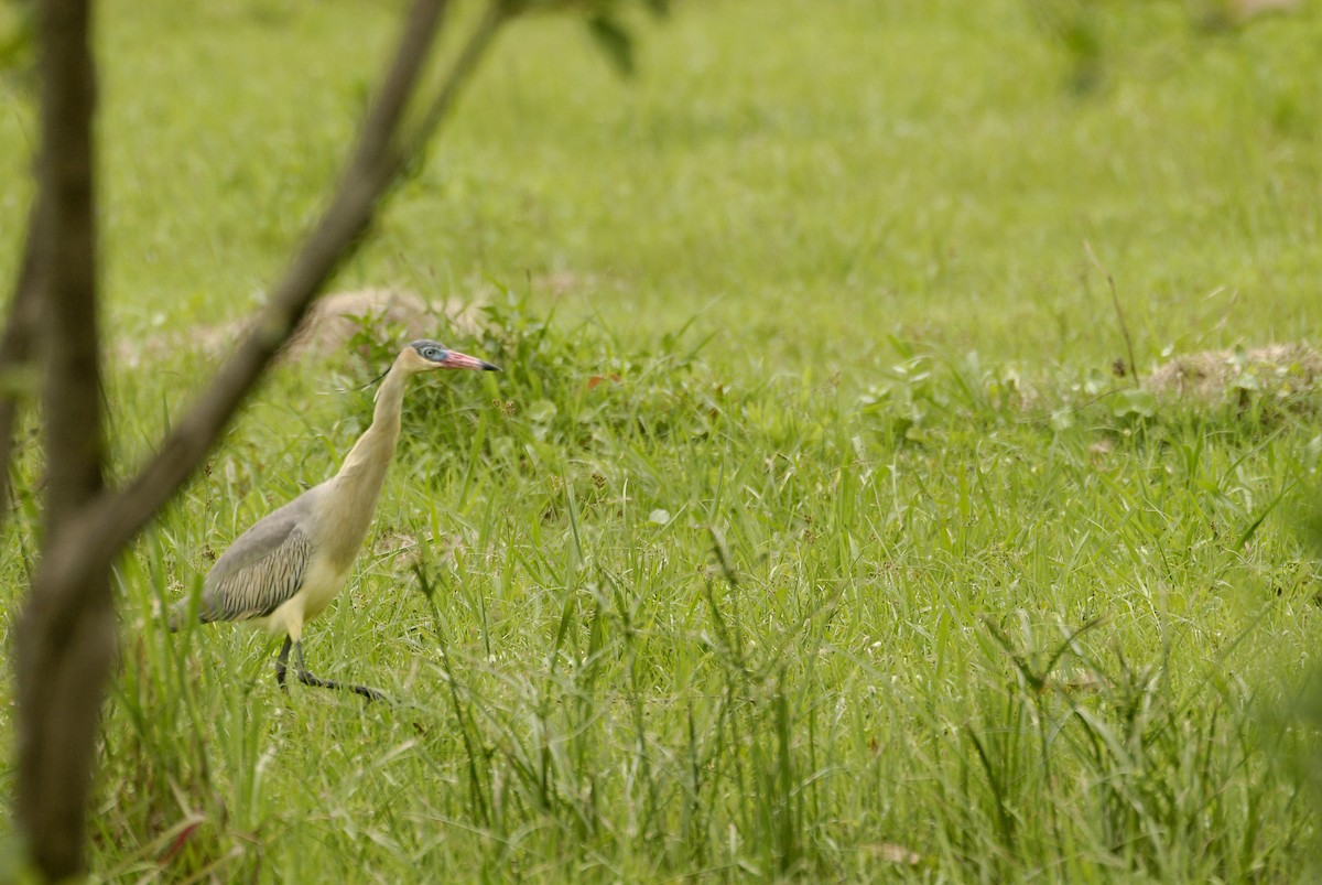 Whistling Heron - Maxime Zucca