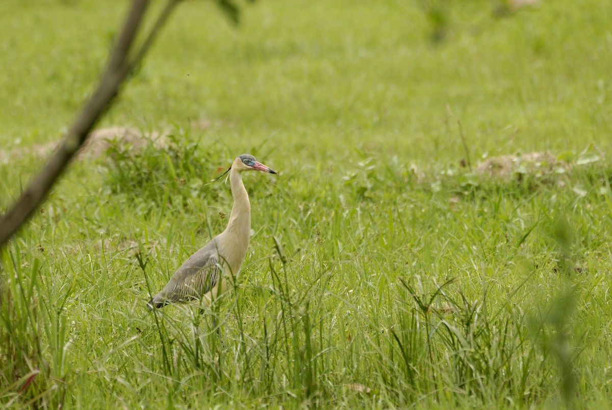 Whistling Heron - ML613872783