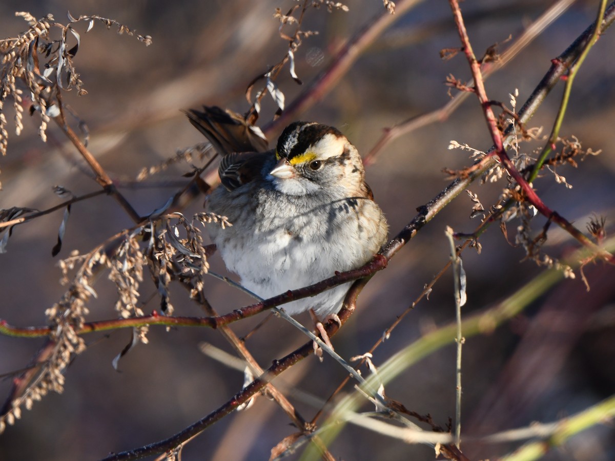 White-throated Sparrow - ML613872821