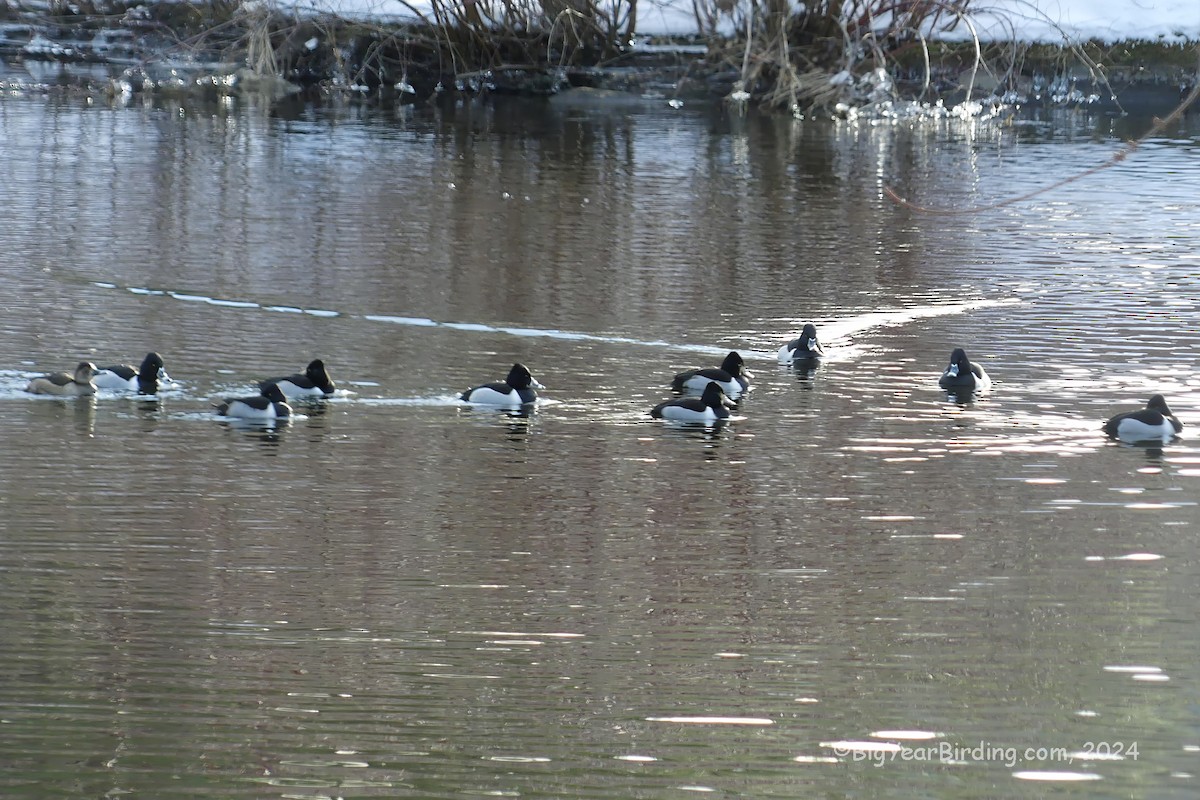 Ring-necked Duck - ML613872823