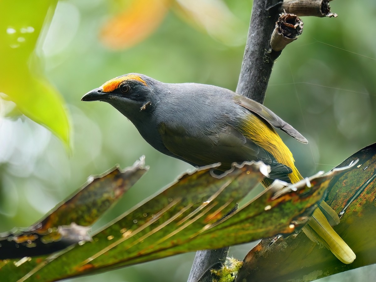 Fiery-browed Myna - Tim Boucher