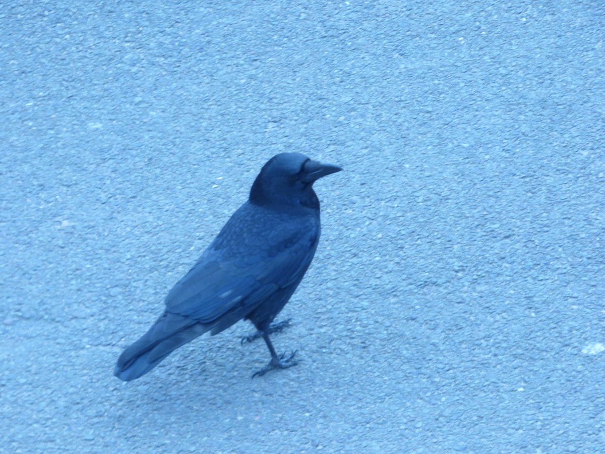 Carrion Crow - ML613872965