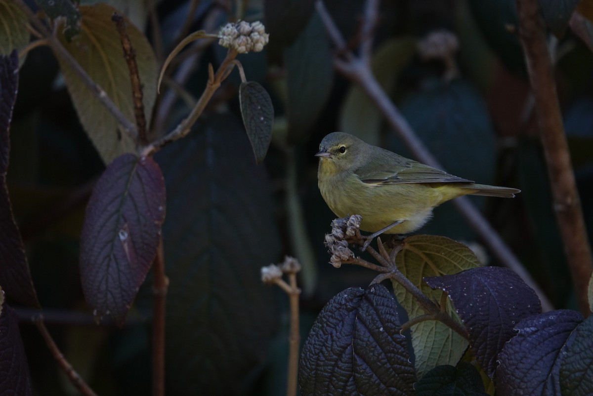 Orange-crowned Warbler - Mike Lowe