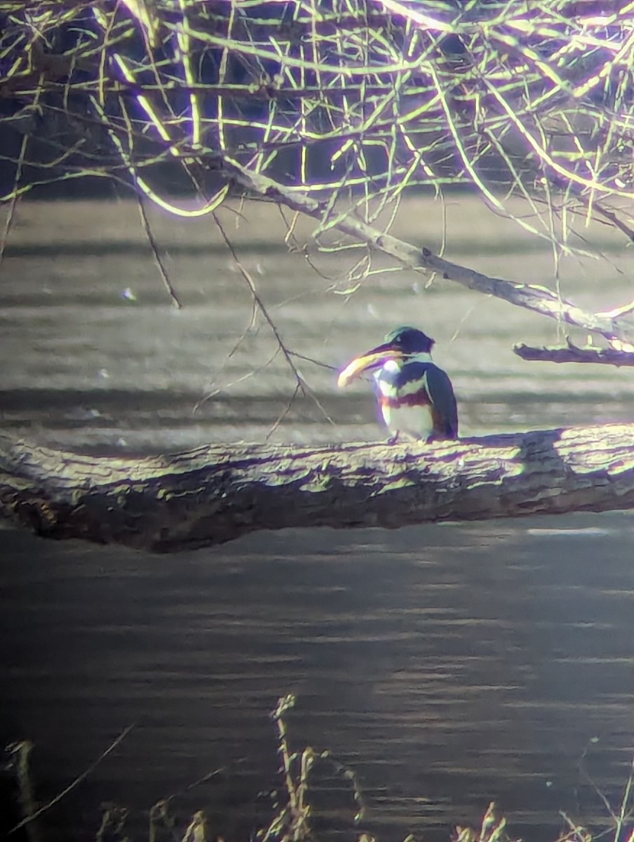 Belted Kingfisher - ML613873137