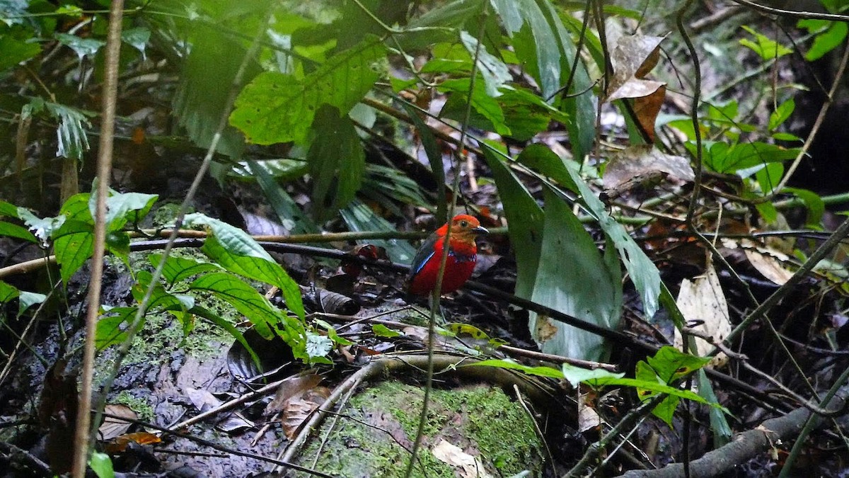 Blue-banded Pitta - ML613873188