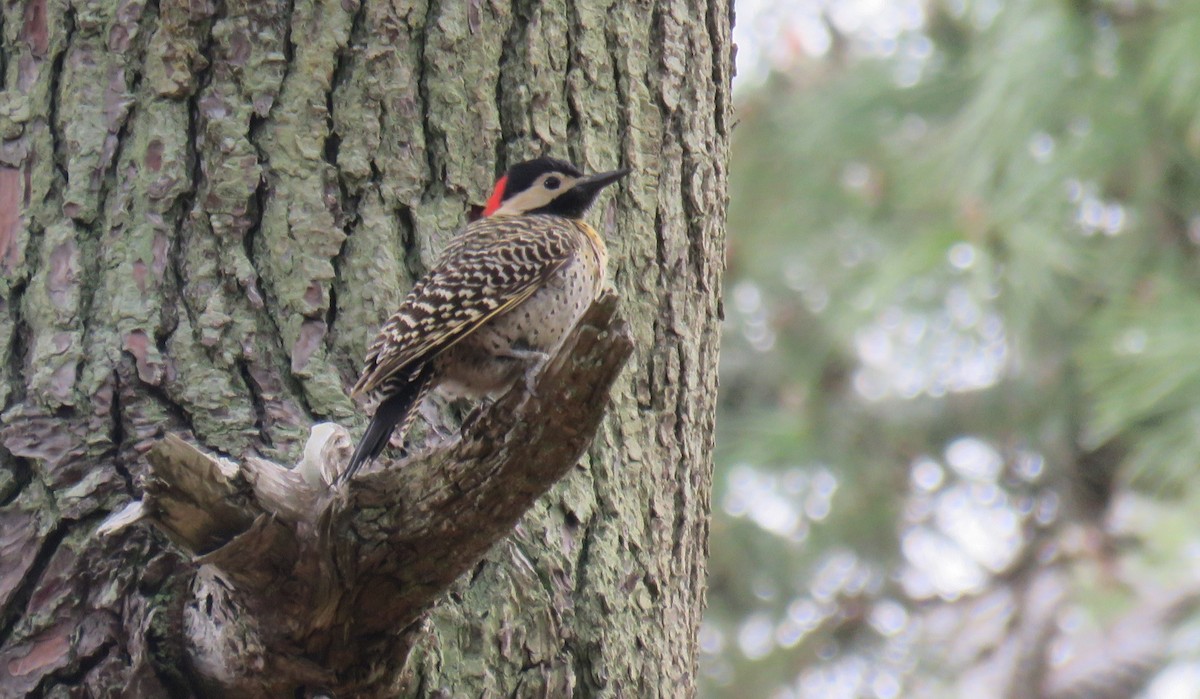 Green-barred Woodpecker - su ortali