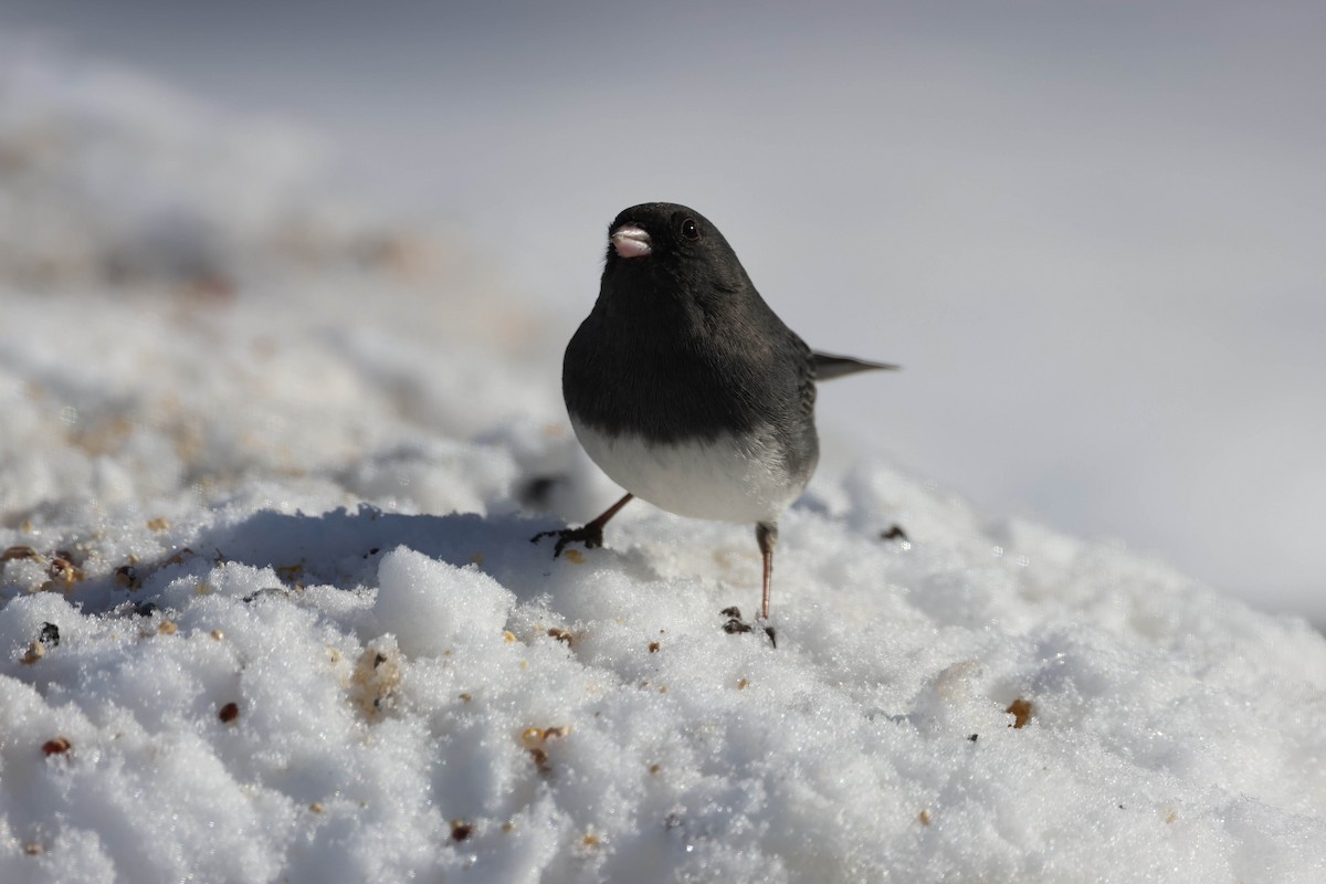 Dark-eyed Junco - ML613873234