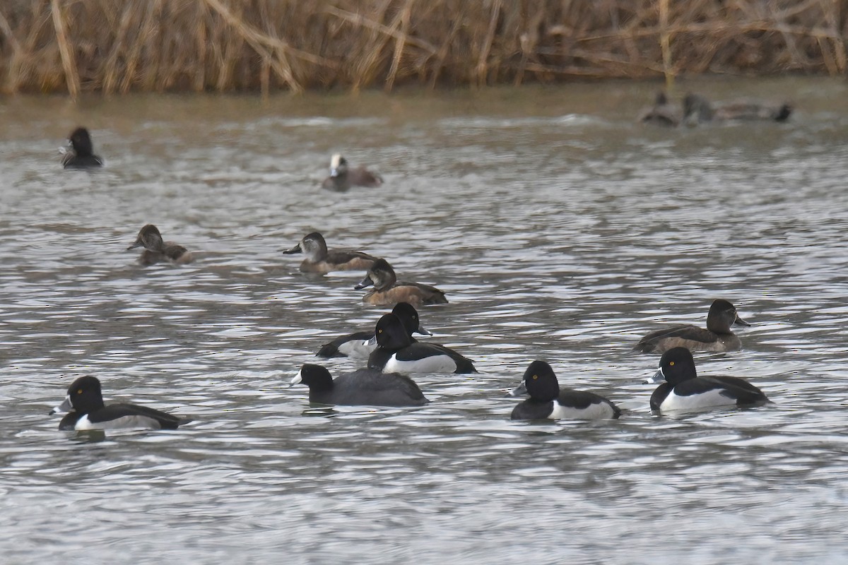 Ring-necked Duck - ML613873238