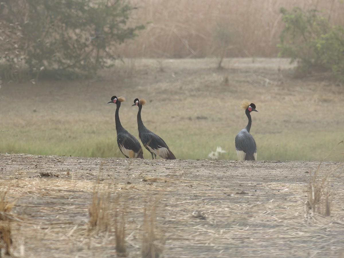 Grulla Coronada Cuellinegra - ML613873261