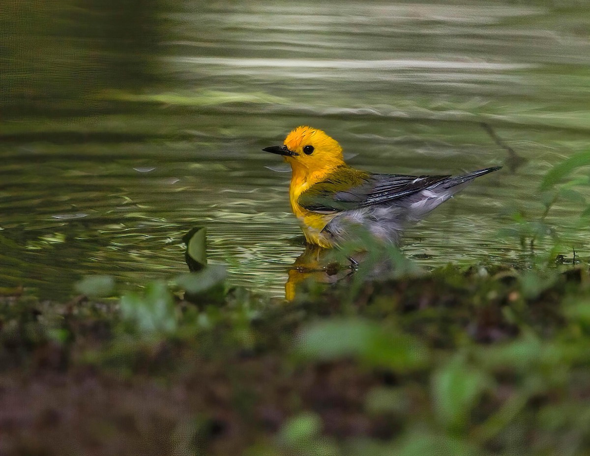 Prothonotary Warbler - Brian Smith