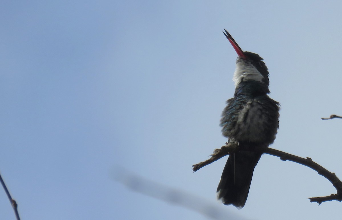 White-throated Hummingbird - su ortali