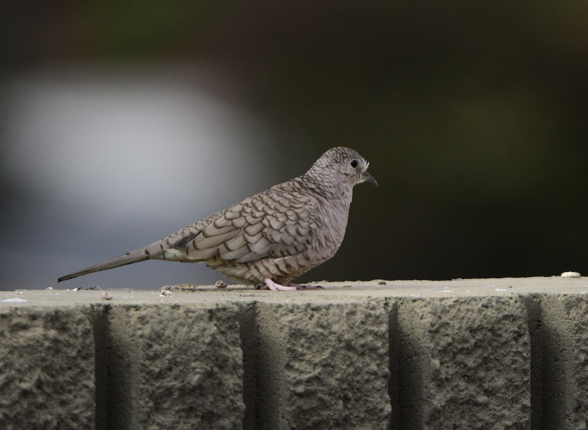 Inca Dove - ML613873357