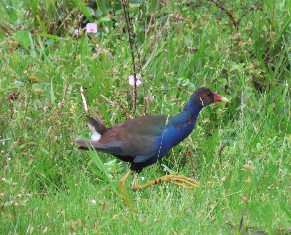 Purple Gallinule - Marcos B. Pereira