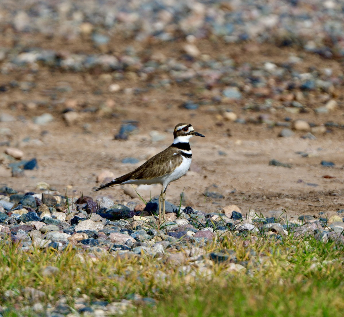 Killdeer - ML613873407