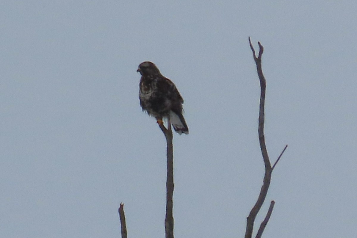 Rough-legged Hawk - Ken MacDonald