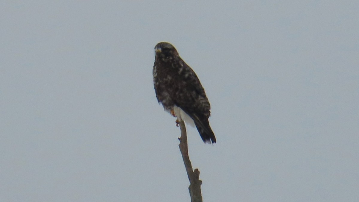 Rough-legged Hawk - Ken MacDonald