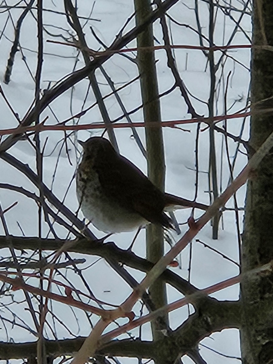 Hermit Thrush - ML613873467